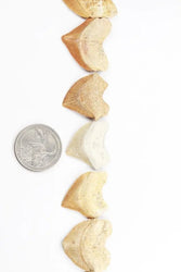 Crow Shark Tooth Fossil (Online Order Only)