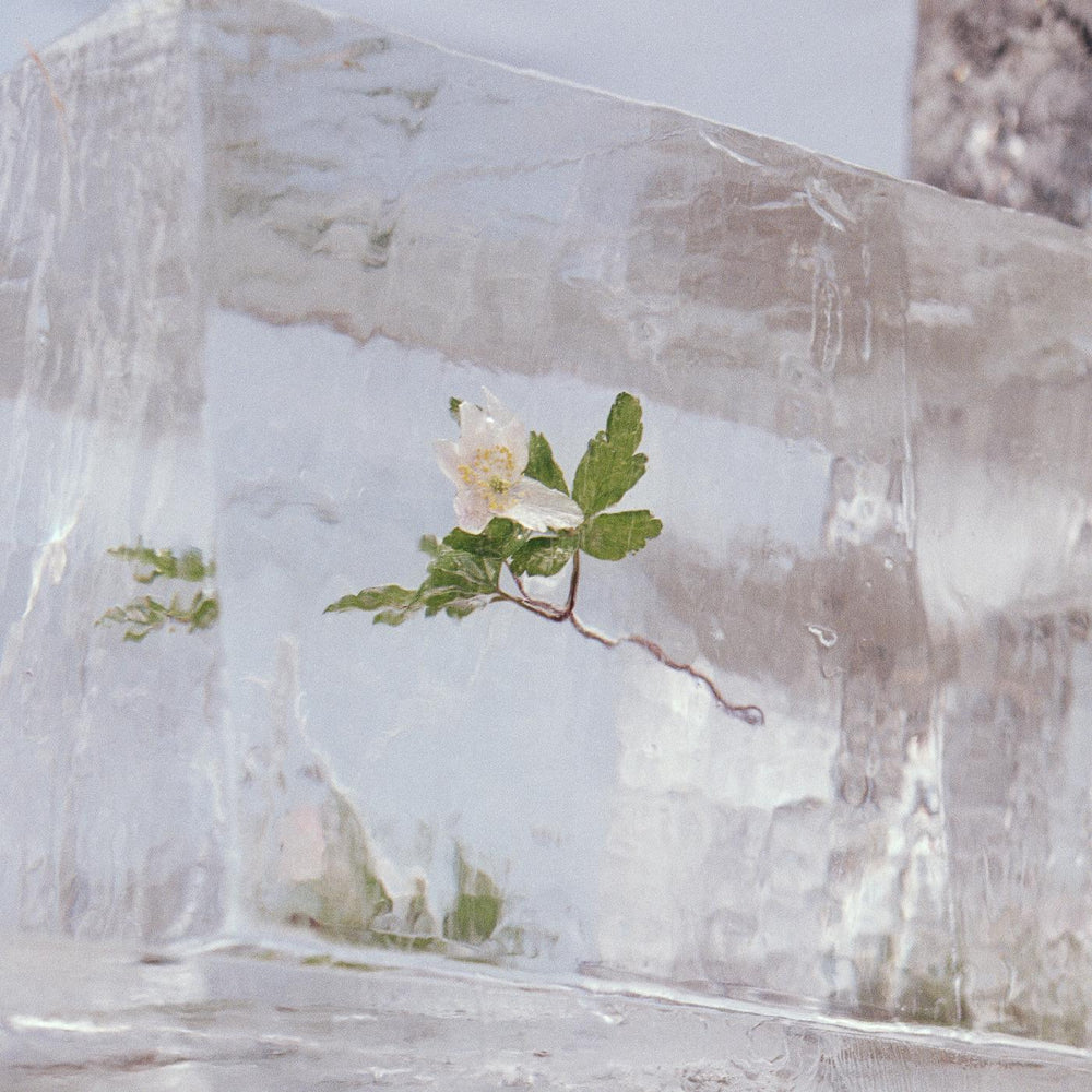 WINDFLOWERS [Vinyl] (ONLINE ORDER ONLY)