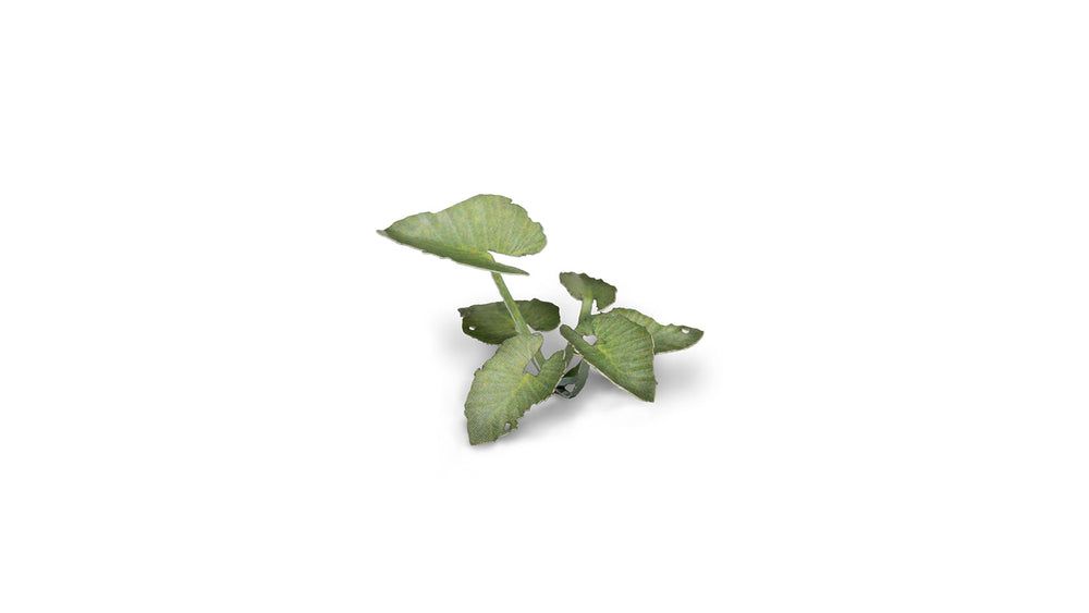 Gamers Grass | Laser Plants | Elephant Ear