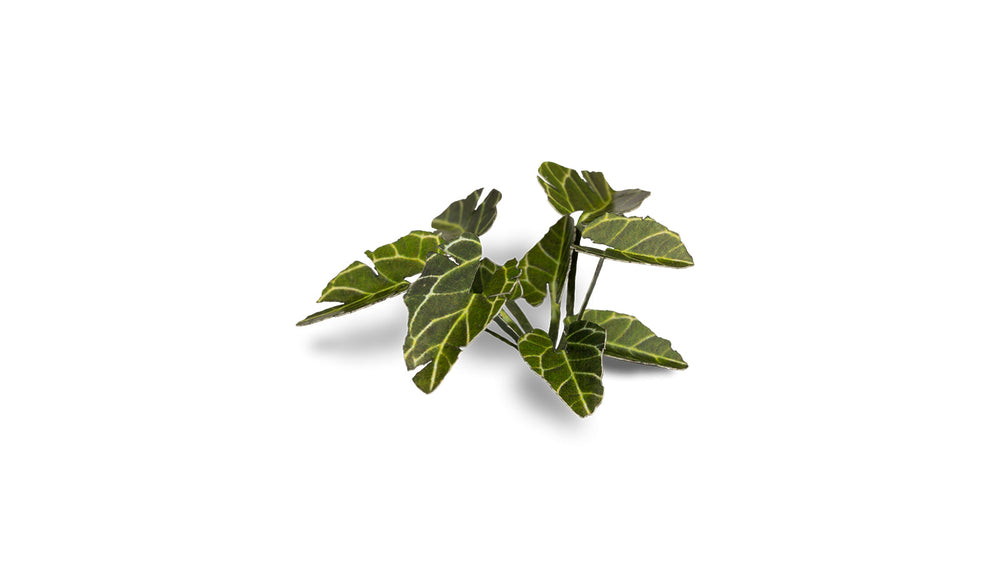 Gamers Grass | Laser Plants | Elephant Ear