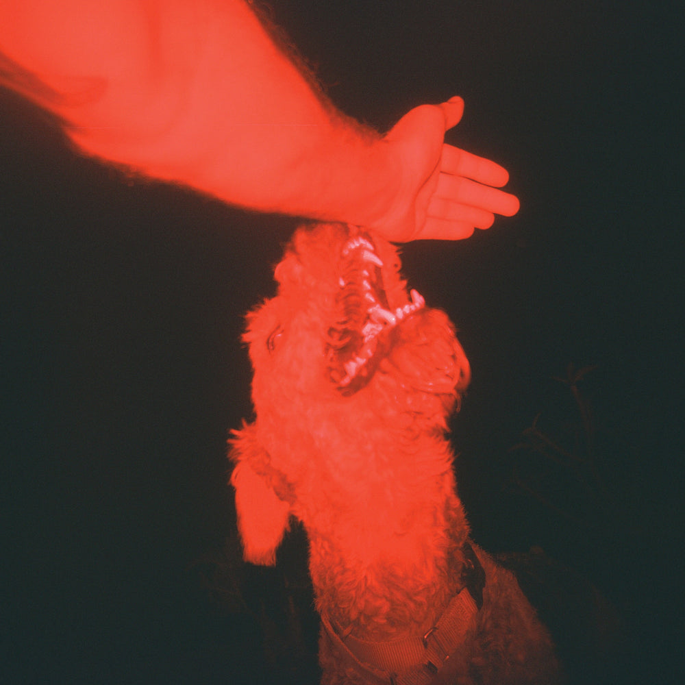 A Trick Of The Light [Vinyl] (ONLINE ORDER ONLY)