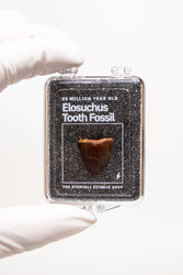 Elosuchus Tooth Fossil (ONLINE ORDER ONLY)