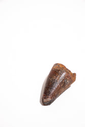 Elosuchus Tooth Fossil (ONLINE ORDER ONLY)