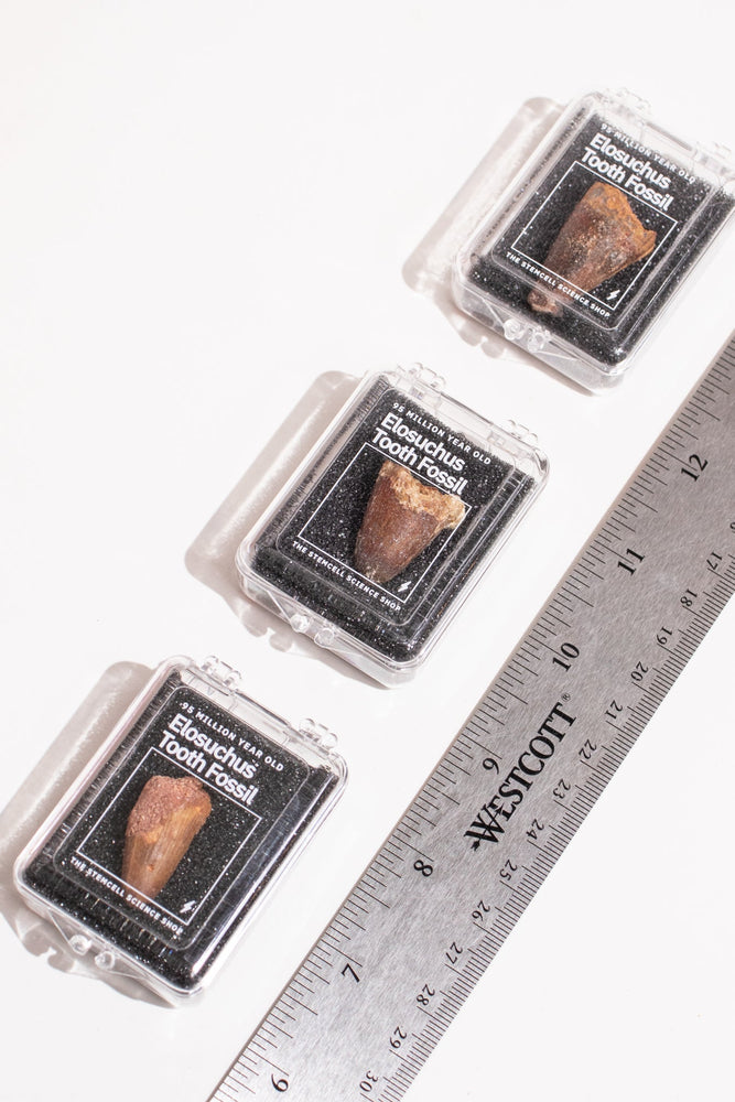 Elosuchus Tooth Fossil (ONLINE ORDER ONLY)