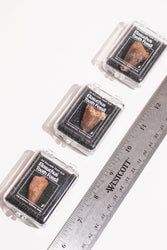Elosuchus Tooth Fossil (ONLINE ORDER ONLY)
