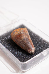 Elosuchus Tooth Fossil (ONLINE ORDER ONLY)