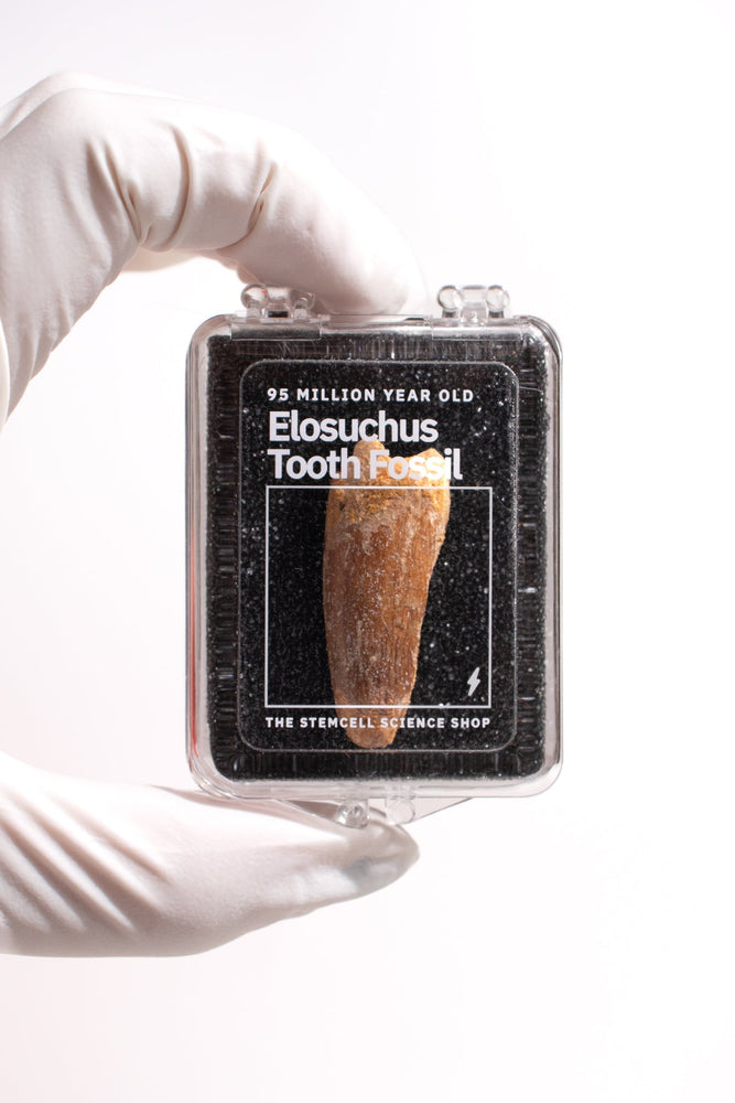 Elosuchus Tooth Fossil (ONLINE ORDER ONLY)