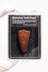 Elosuchus Tooth Fossil (ONLINE ORDER ONLY)