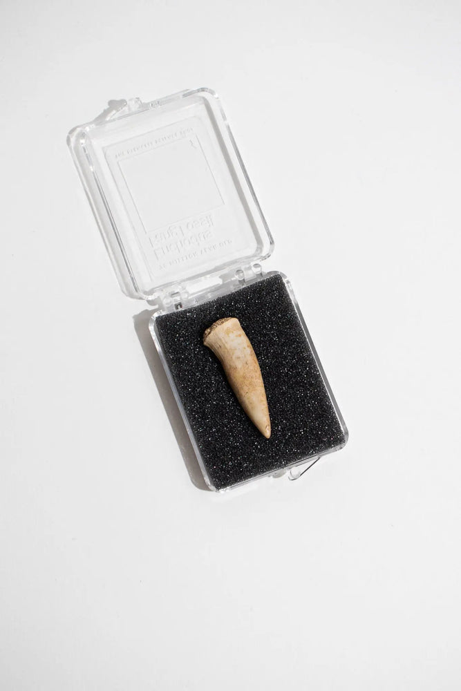 Enchodus Fang (ONLINE ORDER ONLY)