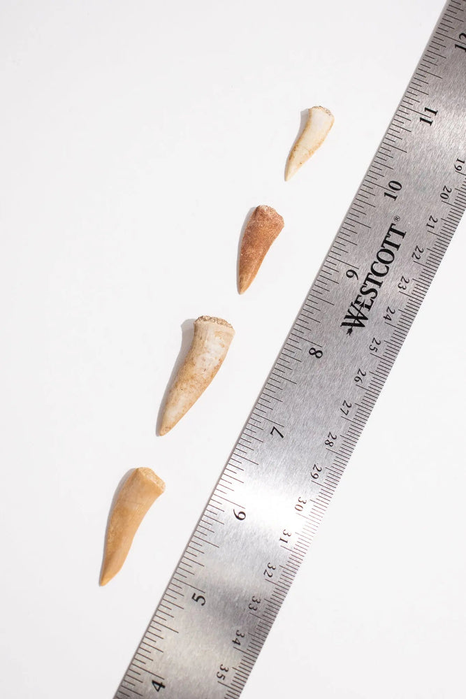 Enchodus Fang (ONLINE ORDER ONLY)