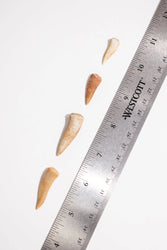 Enchodus Fang (ONLINE ORDER ONLY)