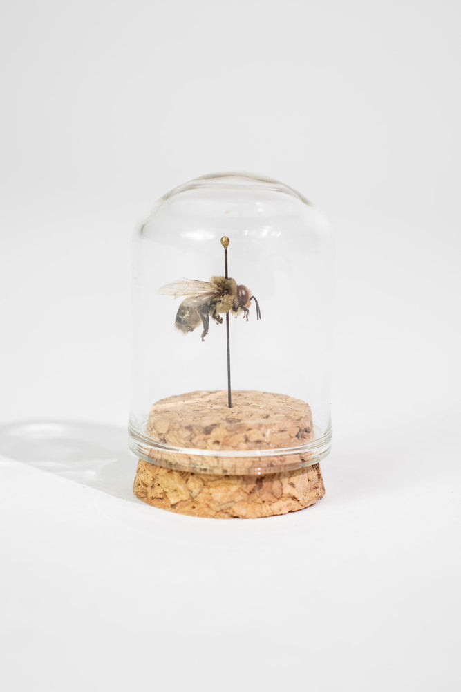 European Honey Bee Display (ONLINE ORDER ONLY)