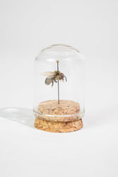 European Honey Bee Display (ONLINE ORDER ONLY)