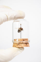 European Honey Bee Display (ONLINE ORDER ONLY)