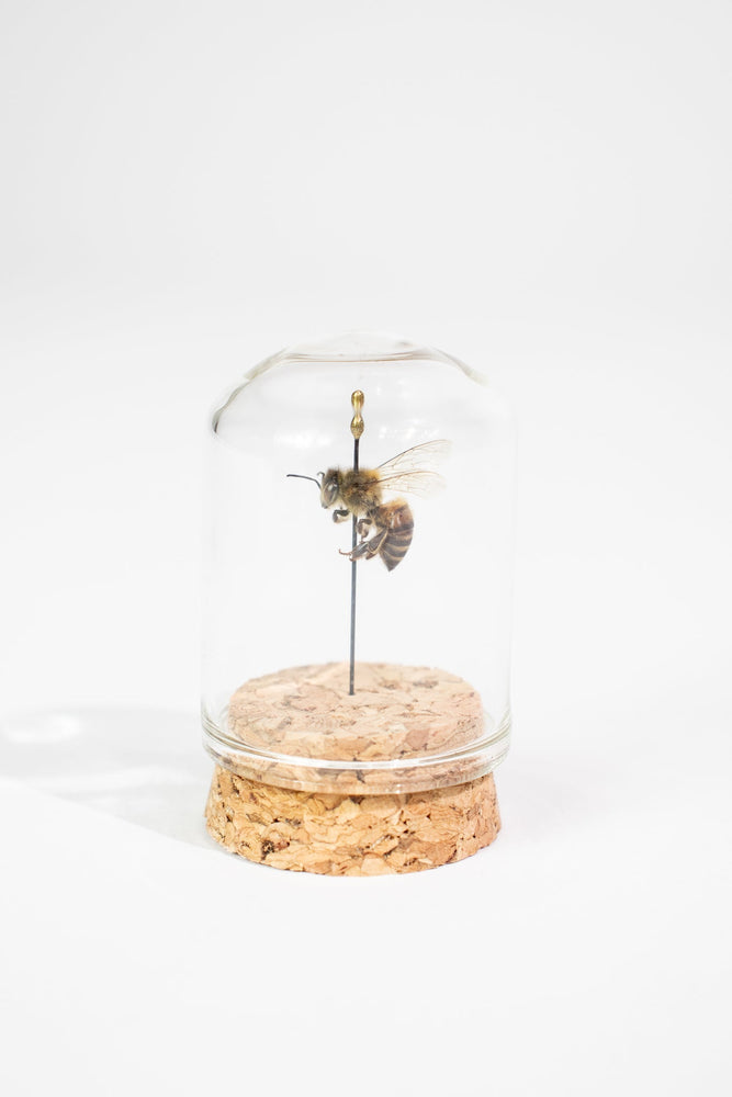 European Honey Bee Display (ONLINE ORDER ONLY)