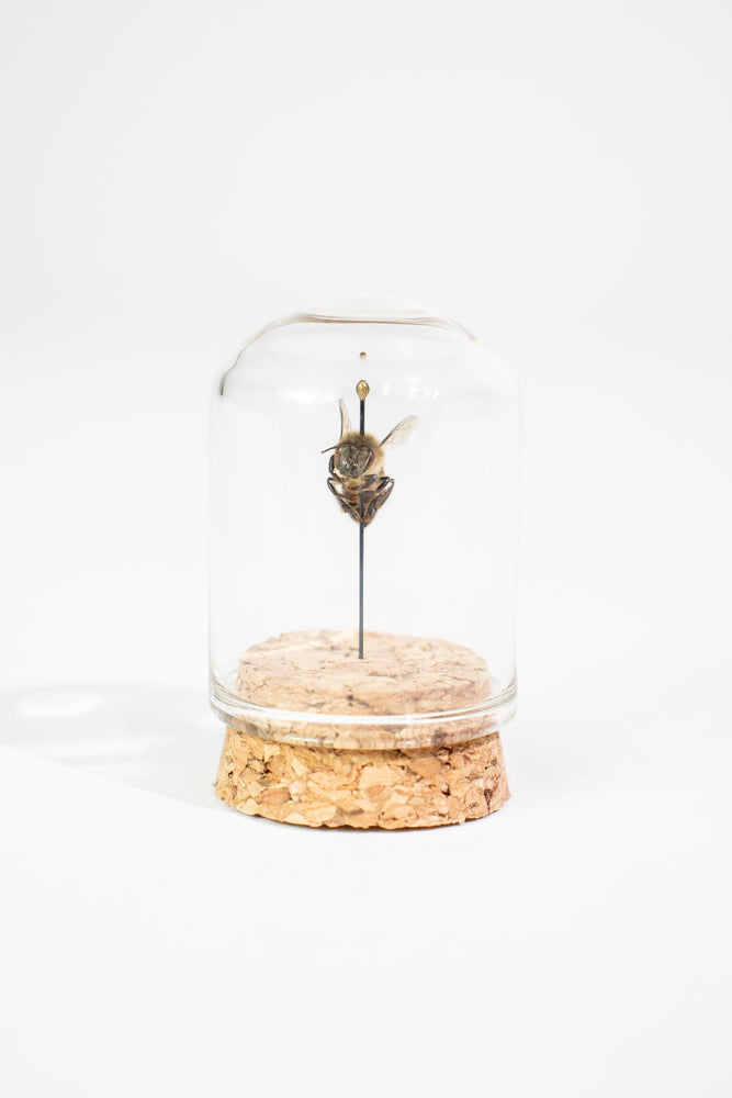 European Honey Bee Display (ONLINE ORDER ONLY)