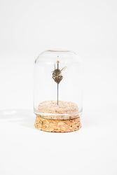 European Honey Bee Display (ONLINE ORDER ONLY)