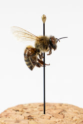 European Honey Bee Display (ONLINE ORDER ONLY)