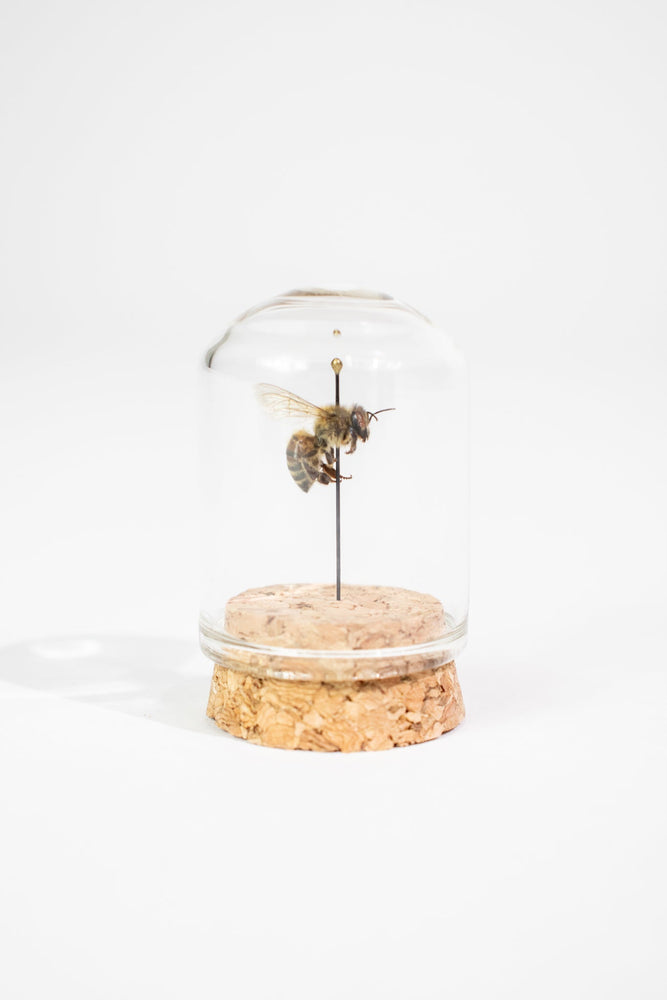 European Honey Bee Display (ONLINE ORDER ONLY)