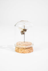 European Honey Bee Display (ONLINE ORDER ONLY)