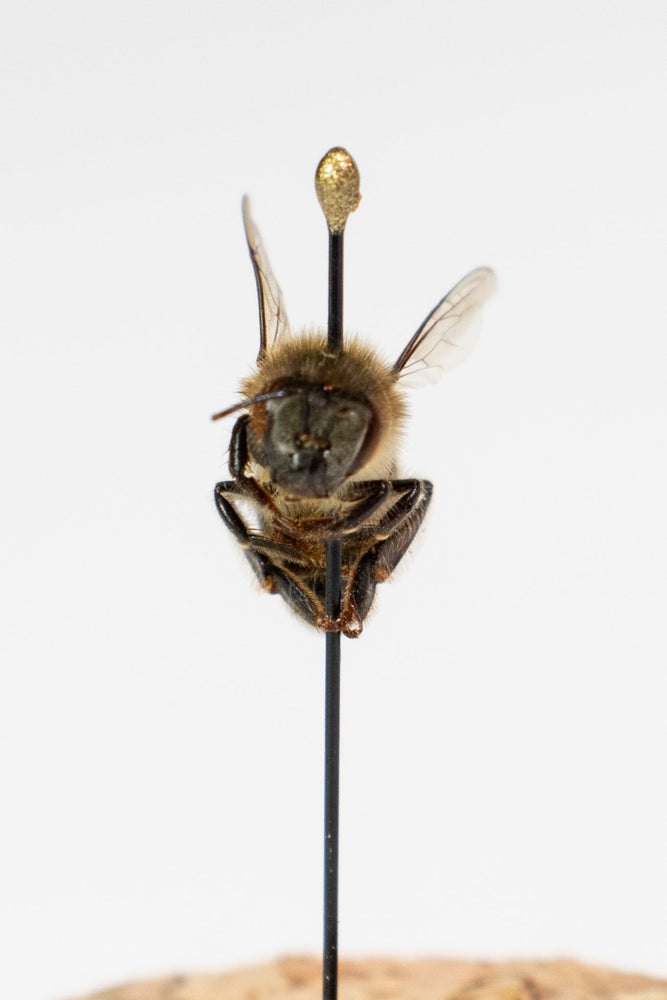 European Honey Bee Display (ONLINE ORDER ONLY)