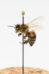 European Honey Bee Display (ONLINE ORDER ONLY)