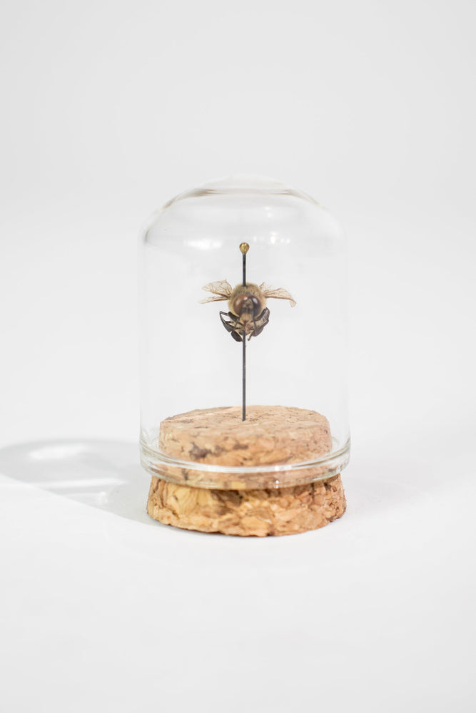 European Honey Bee Display (ONLINE ORDER ONLY)