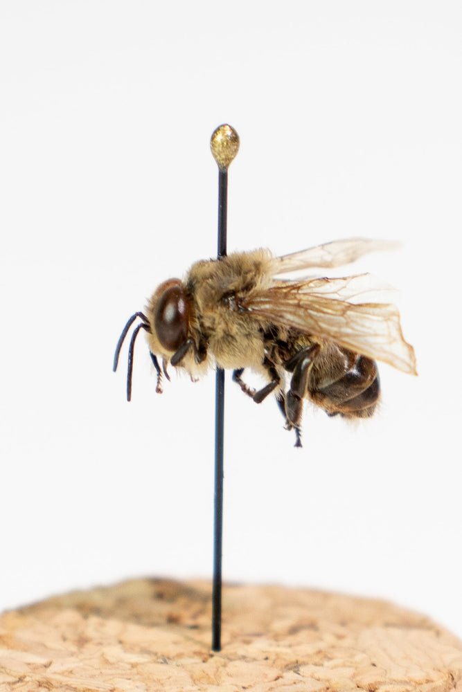 European Honey Bee Display (ONLINE ORDER ONLY)