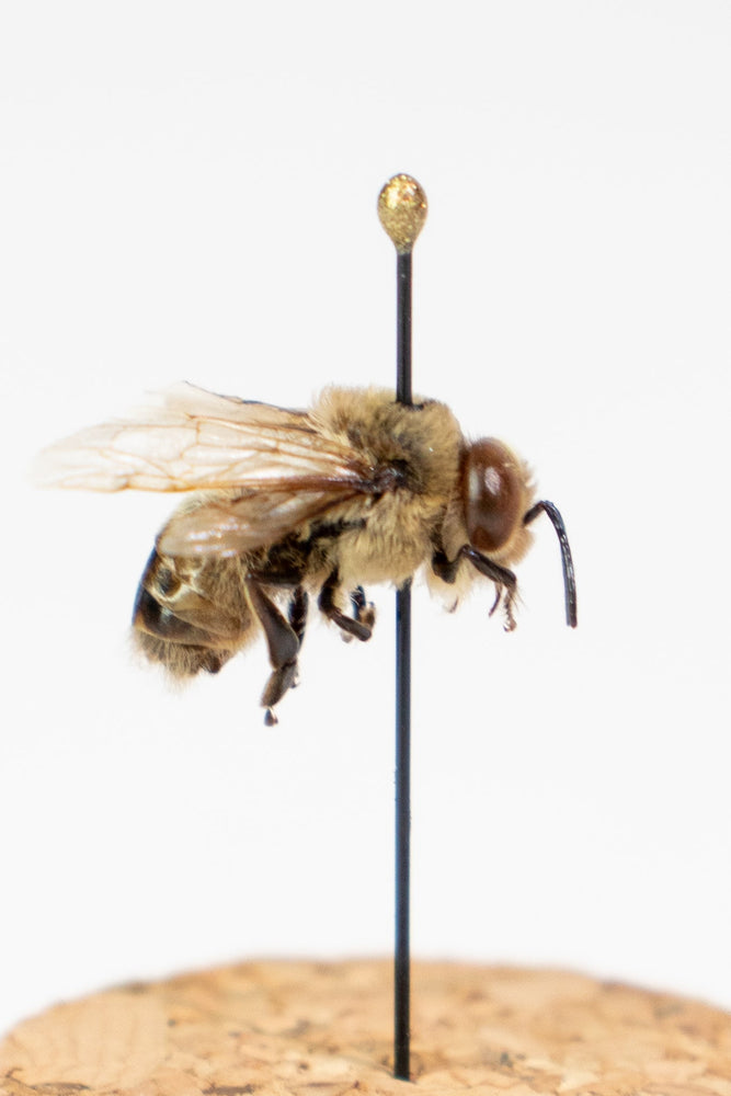 European Honey Bee Display (ONLINE ORDER ONLY)