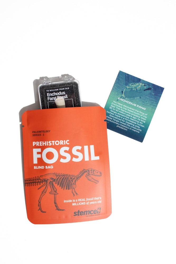 Fossil Blind Bag (Online Order Only)