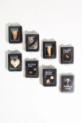 Fossil Blind Bag (Online Order Only)