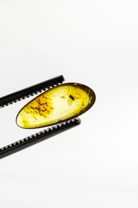 Fossilized Insect in Amber (ONLINE ORDER ONLY)