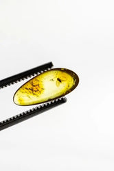 Fossilized Insect in Amber (ONLINE ORDER ONLY)