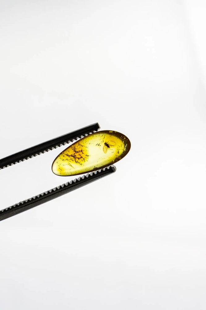 Fossilized Insect in Amber (ONLINE ORDER ONLY)