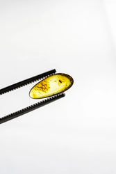Fossilized Insect in Amber (ONLINE ORDER ONLY)
