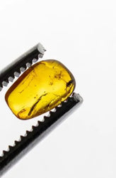 Fossilized Insect in Amber (ONLINE ORDER ONLY)
