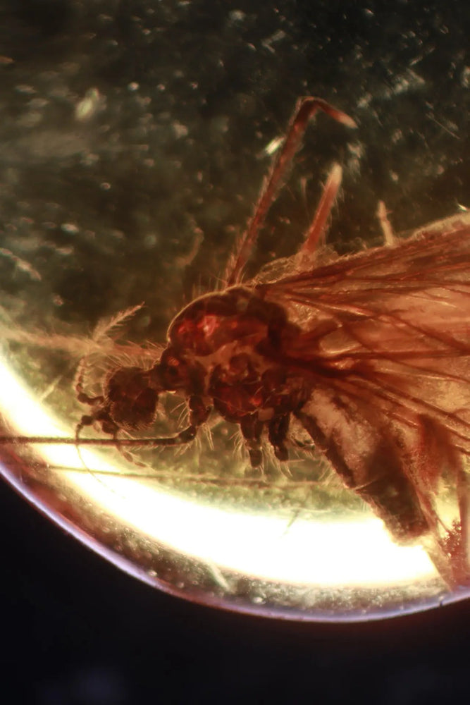 Fossilized Insect in Amber (ONLINE ORDER ONLY)