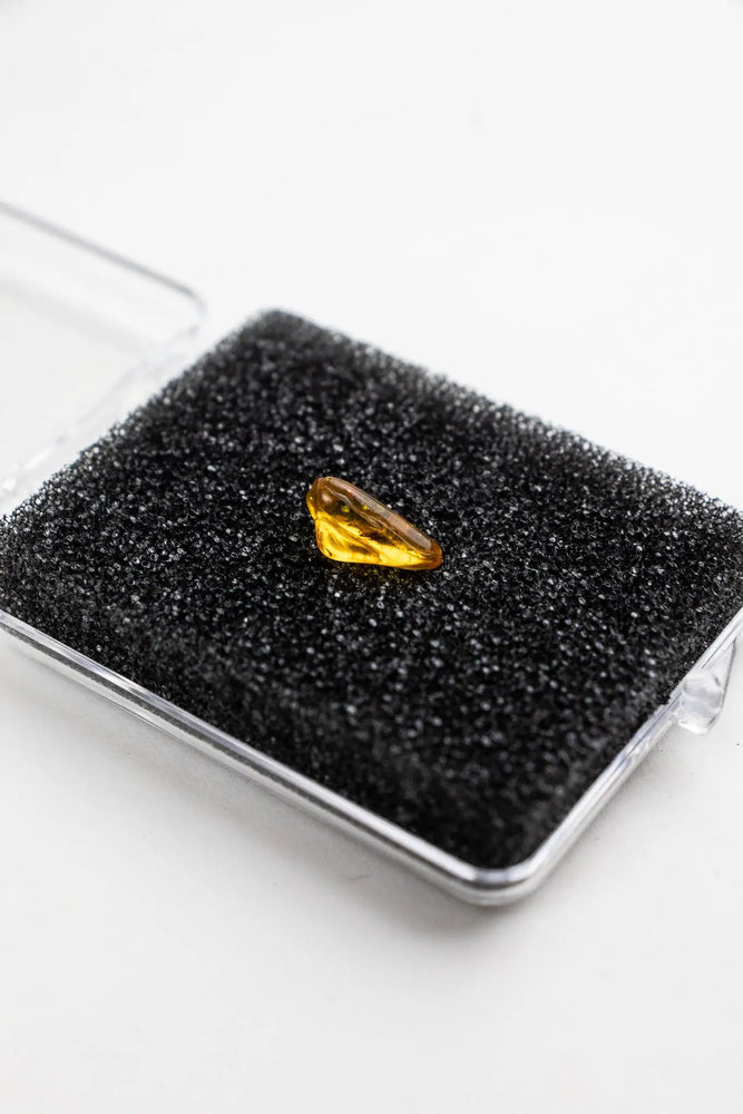 Fossilized Insect in Amber (ONLINE ORDER ONLY)