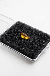 Fossilized Insect in Amber (ONLINE ORDER ONLY)