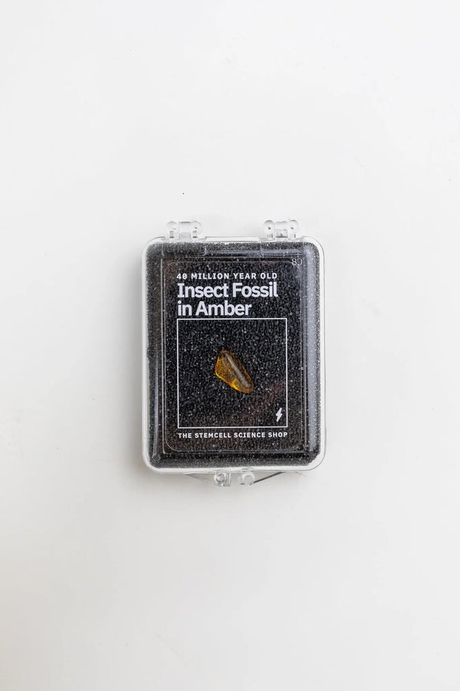 Fossilized Insect in Amber (ONLINE ORDER ONLY)