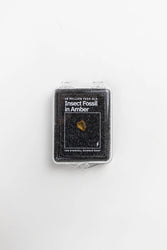Fossilized Insect in Amber (ONLINE ORDER ONLY)