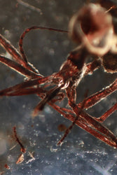 Fossilized Insect in Amber (ONLINE ORDER ONLY)