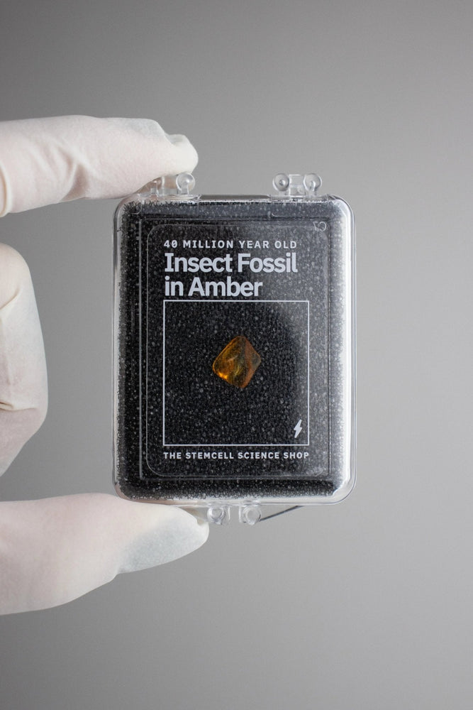 Fossilized Insect in Amber (ONLINE ORDER ONLY)