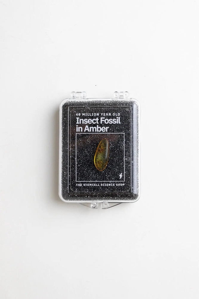 Fossilized Insect in Amber (ONLINE ORDER ONLY)