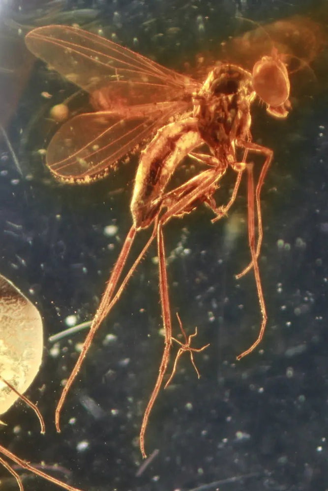 Fossilized Insect in Amber (ONLINE ORDER ONLY)