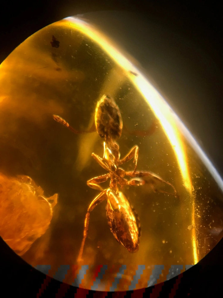 Fossilized Insect in Amber (ONLINE ORDER ONLY)