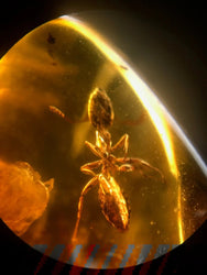Fossilized Insect in Amber (ONLINE ORDER ONLY)
