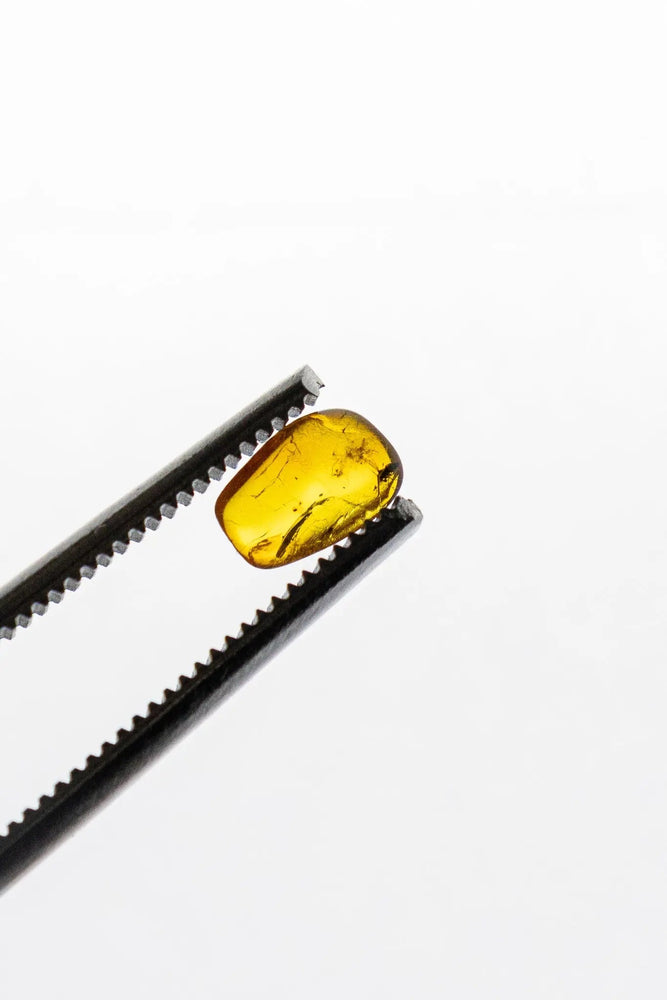 Fossilized Insect in Amber (ONLINE ORDER ONLY)