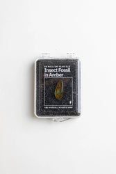 Fossilized Insect in Amber (ONLINE ORDER ONLY)