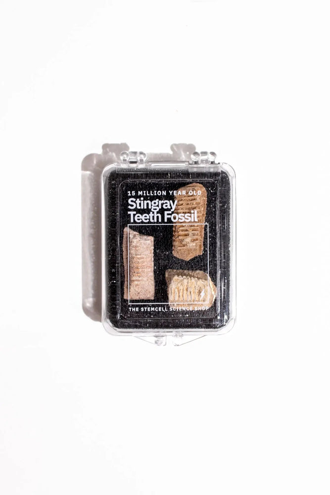 Fossilized Stingray Teeth (ONLINE ORDER ONLY)